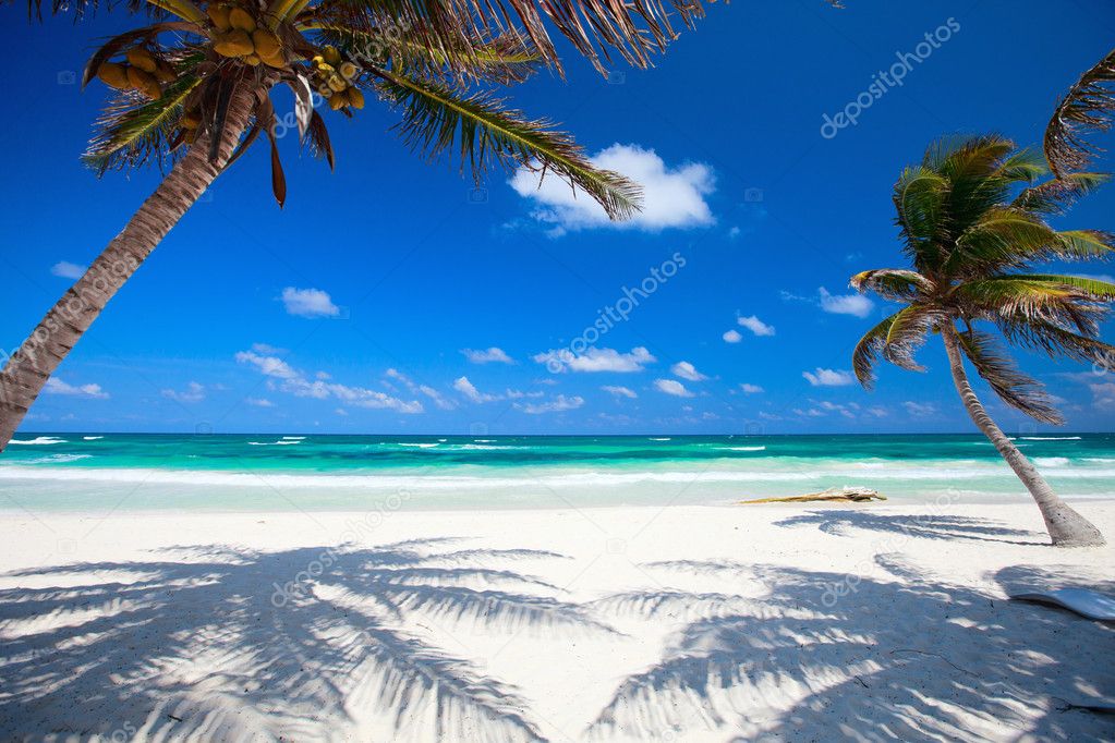 Coconut palms at beach