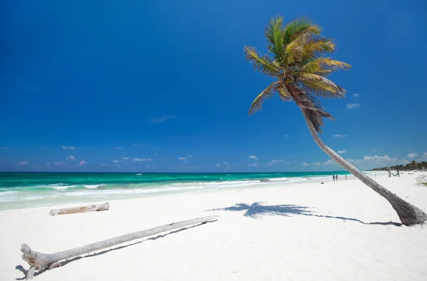 Palm kokosowych na plaży — Zdjęcie stockowe