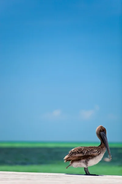 Pélican brun — Photo
