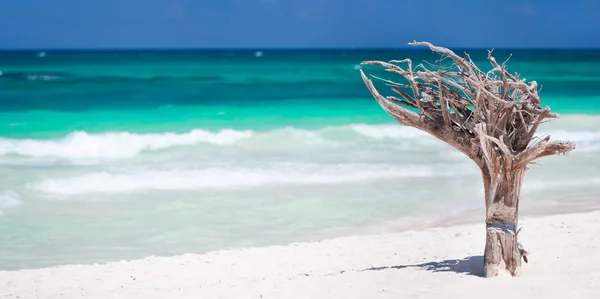 Plaża Karaibów — Zdjęcie stockowe