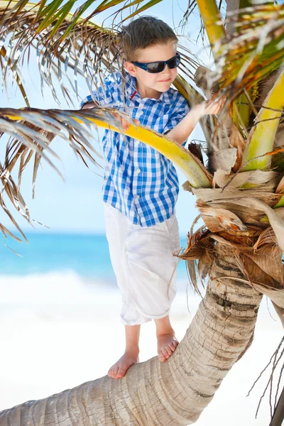 Little boy on palm tree — Stock Photo, Image