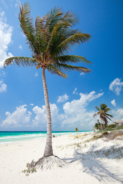 Coconut palm at beach
