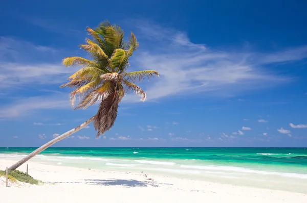 Palmera de coco en la playa — Foto de Stock