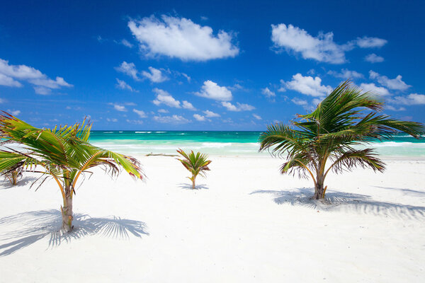 Small coconut palms at perfect Caribbean beach in Tulum Mexico