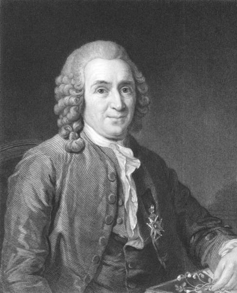 Carl Linnaeus — Zdjęcie stockowe
