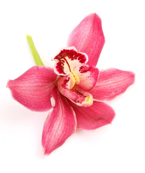 Fin orkidé — Stockfoto