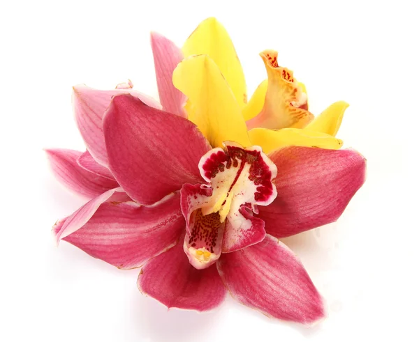 Fin orkidé — Stockfoto