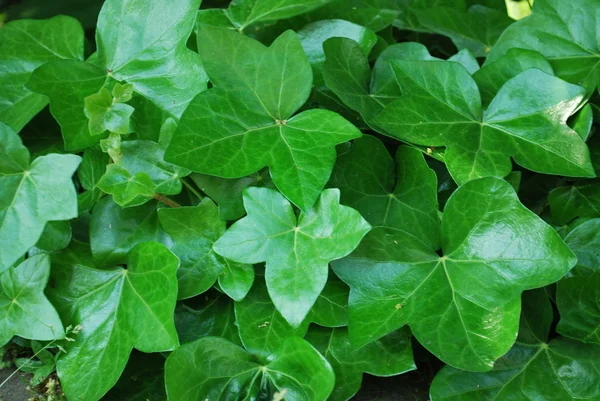 Stock image Ivy Foliage