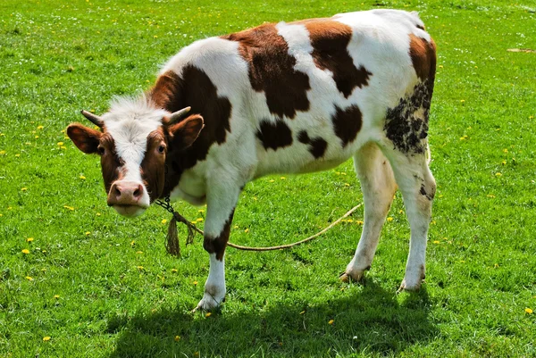 Μια καφέ αγελάδα σε ένα βοσκότοπο — Φωτογραφία Αρχείου