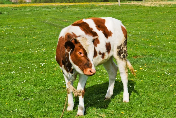 Μια καφέ αγελάδα σε ένα βοσκότοπο — Φωτογραφία Αρχείου