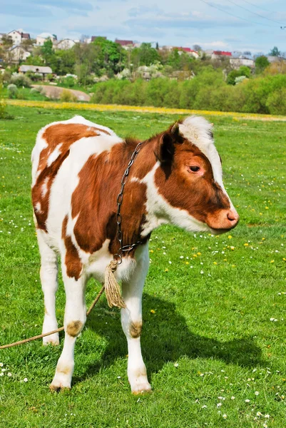 牧场里的一头棕色母牛 — 图库照片