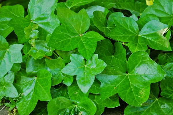 stock image Ivy Foliage