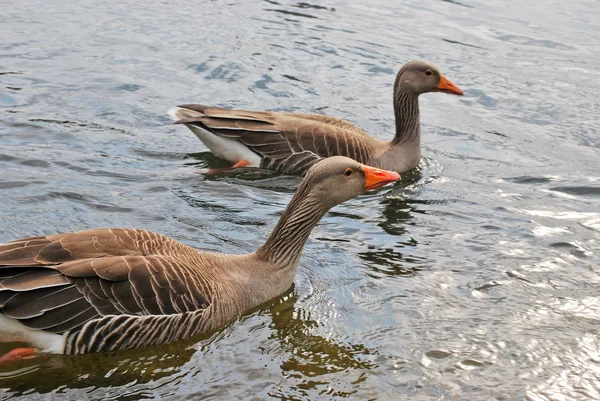 Dos gansos en el agua — Foto de Stock