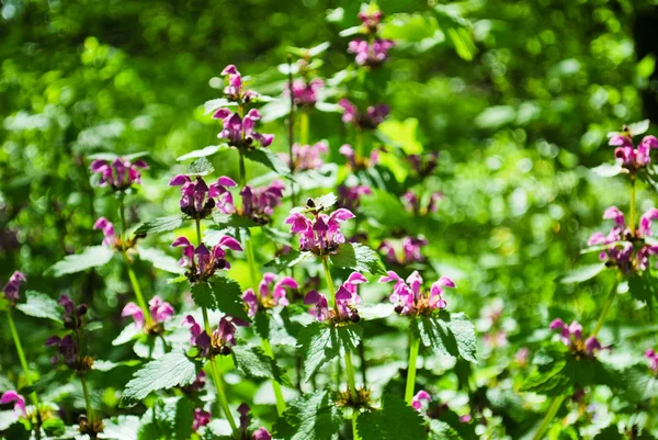 Spring flowers in woods — Stock Photo, Image