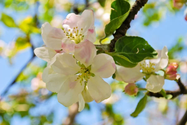 Apple tree in blossom — Stock Photo, Image