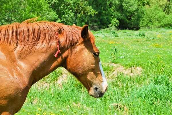 Ló legeltetés — Stock Fotó
