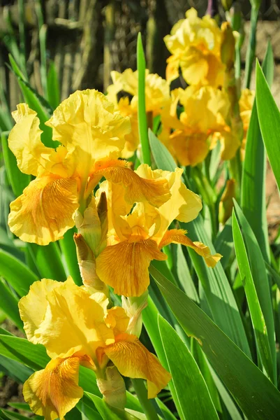 Yellow irises in the garden — Stock Photo, Image