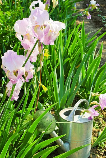 Velho belo pote de rega no jardim — Fotografia de Stock