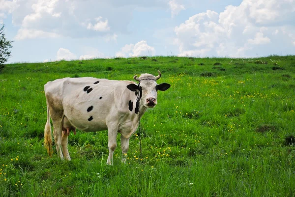 Une vache dans le pâturage — Photo
