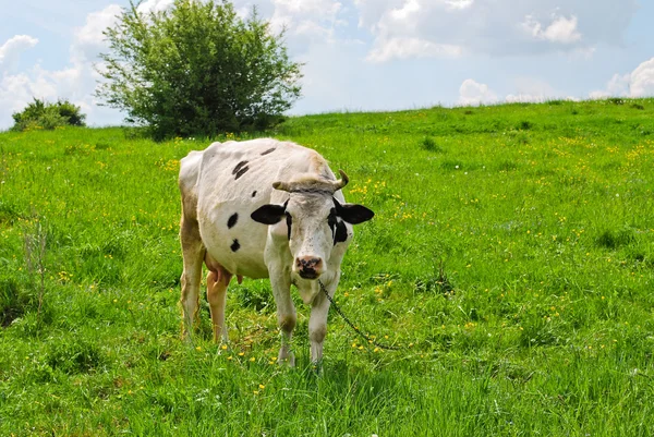 Eine Kuh auf der Weide — Stockfoto