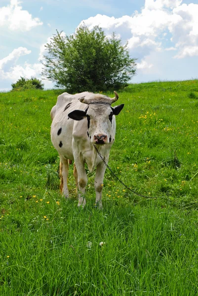 Una mucca al pascolo — Foto Stock
