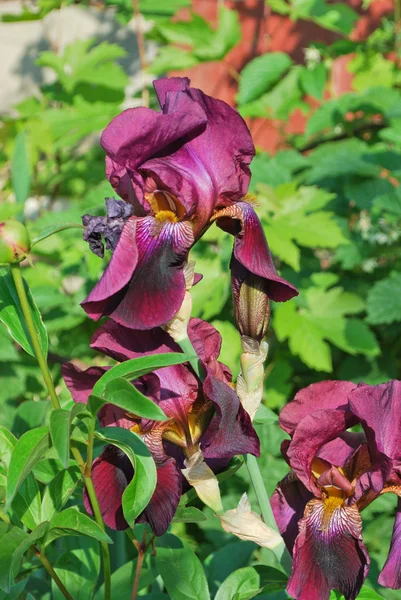 Beautiful purple irises in the garden — Stock Photo, Image