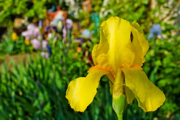 Όμορφο κίτρινο ίριδες στον κήπο — Φωτογραφία Αρχείου
