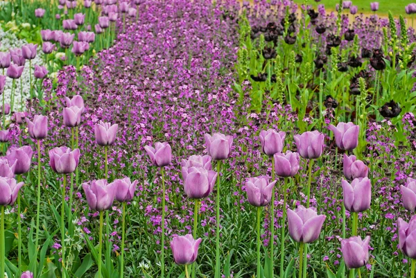 Пурпурные тюльпаны в Хайд-парке, Лондон, Великобритания — стоковое фото