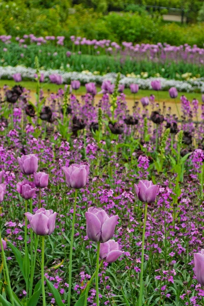 Fialové tulipány v hyde parku, Londýn, Velká Británie — Stock fotografie