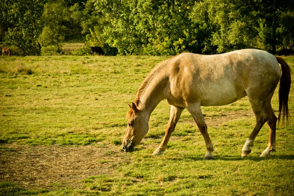 Άλογο που βόσκει — Φωτογραφία Αρχείου