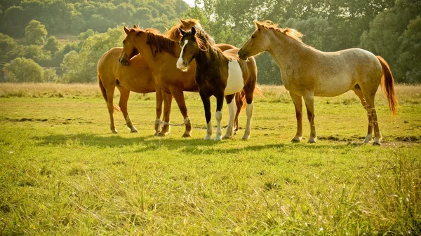 Paarden buiten — Stockfoto