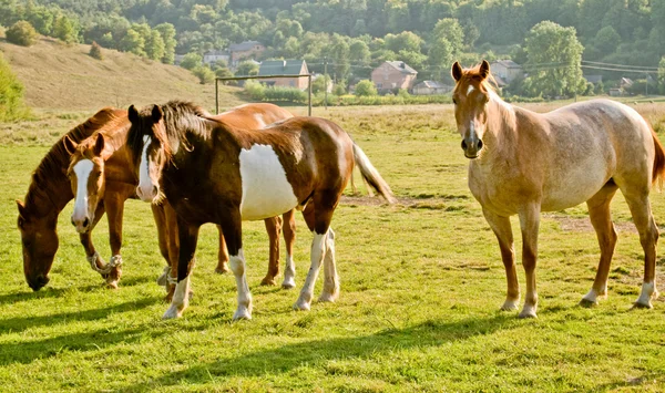 Cavalos ao ar livre — Fotografia de Stock