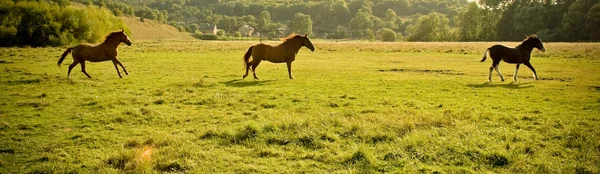 Silhuetter av hästarna körs — Stockfoto