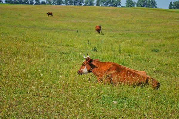 Αγελάδες στο βοσκότοπο — Φωτογραφία Αρχείου