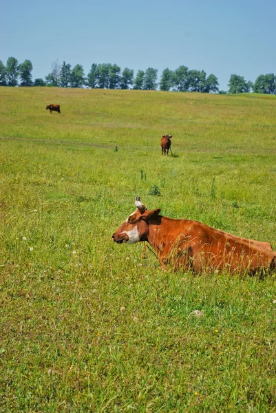 Vacas no pasto — Fotografia de Stock