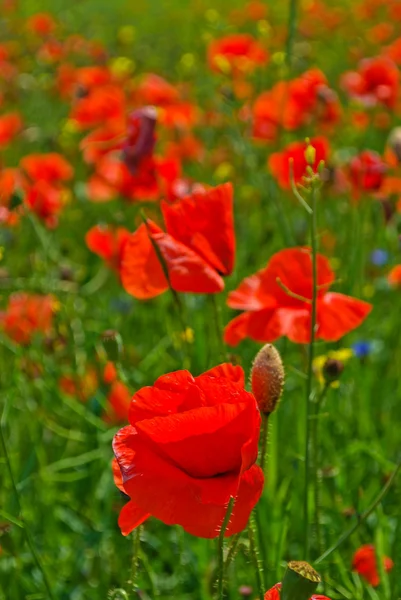 stock image Poppy Flowers