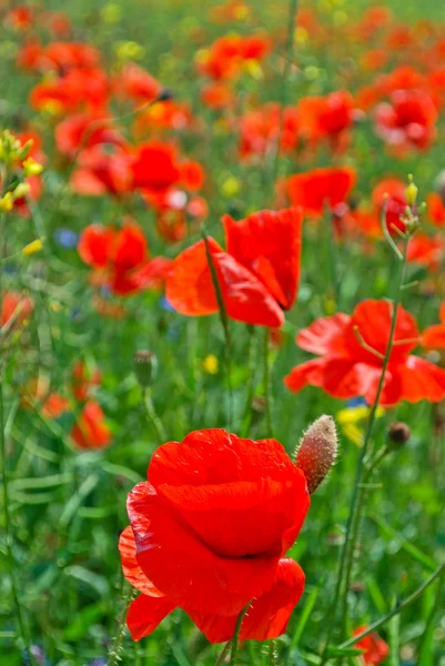 stock image Poppy Flowers