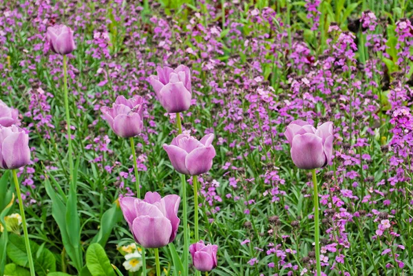 Tulips in London — Stock Photo, Image