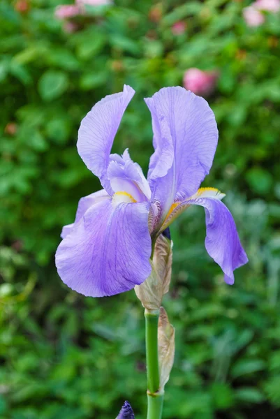 Iris blu — Foto Stock