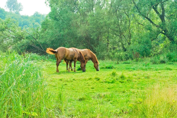 马在吃草 — 图库照片