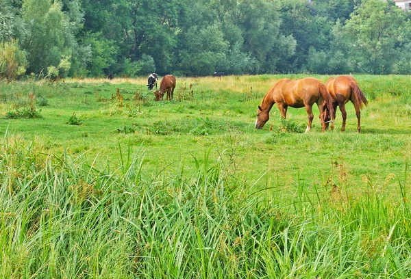 马在吃草 — 图库照片