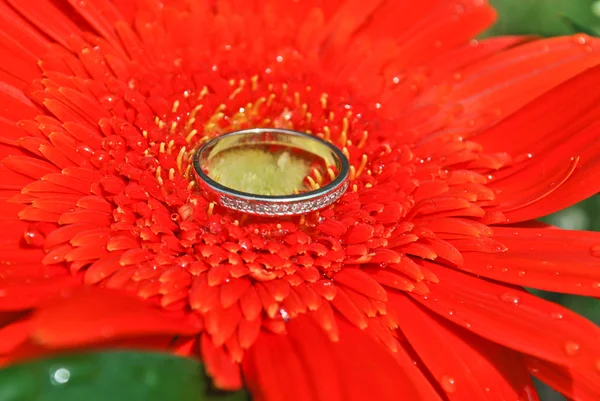 Wedding ring on a flower — Stock Photo, Image