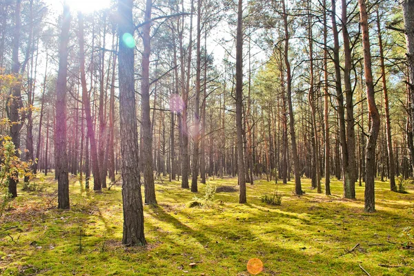 stock image Morning sun beams in the autumn forest