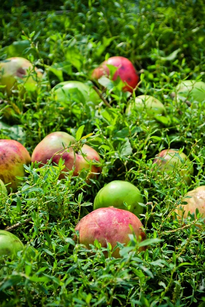 Äpplen i gräset — Stockfoto