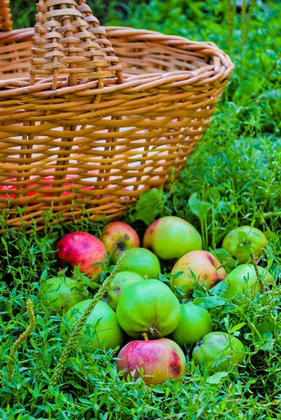 Friska ekologiska äpplen i korgen — Stockfoto