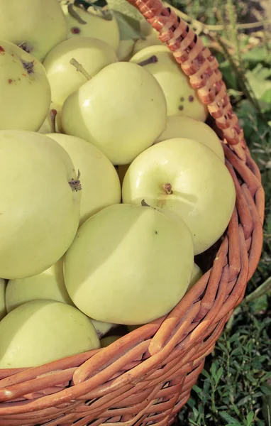 Manzanas orgánicas saludables en la cesta — Foto de Stock