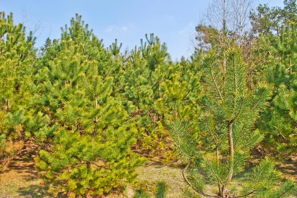 Stock image Christmas Tree Farm