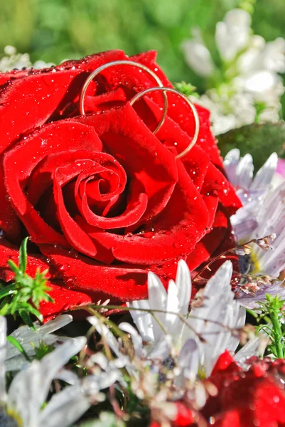 赤いバラの 2 つの結婚指輪 — ストック写真
