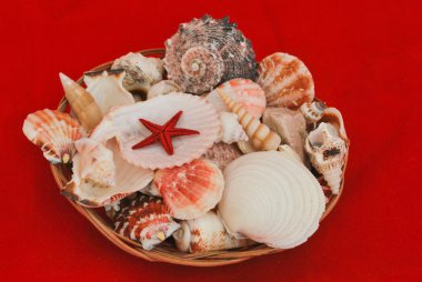 Seashells clipart