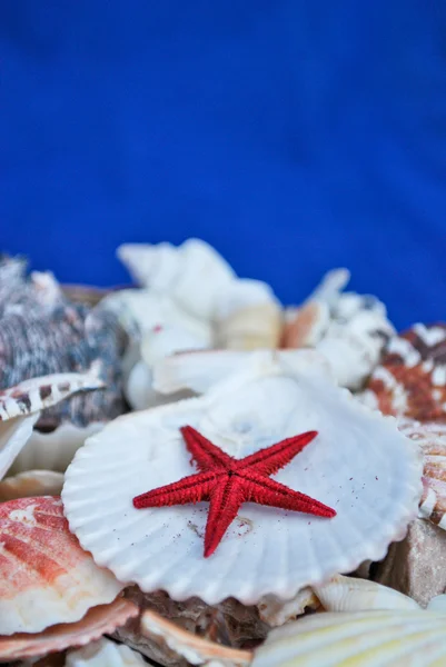 Seashells and a sea star isolated on blue — Stock Photo, Image